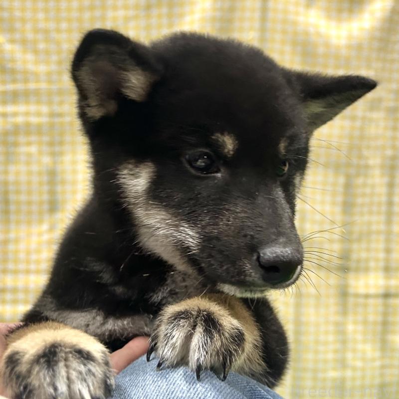 販売中の栃木県の柴犬-427580の6枚目