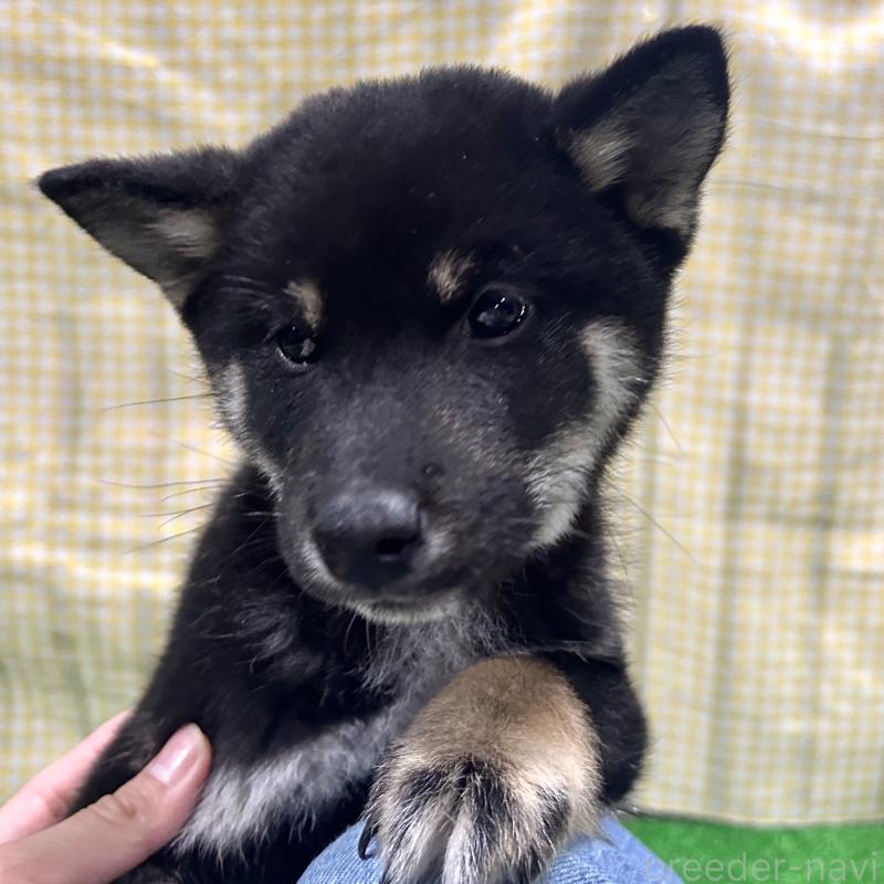 販売中の栃木県の柴犬-427580の5枚目