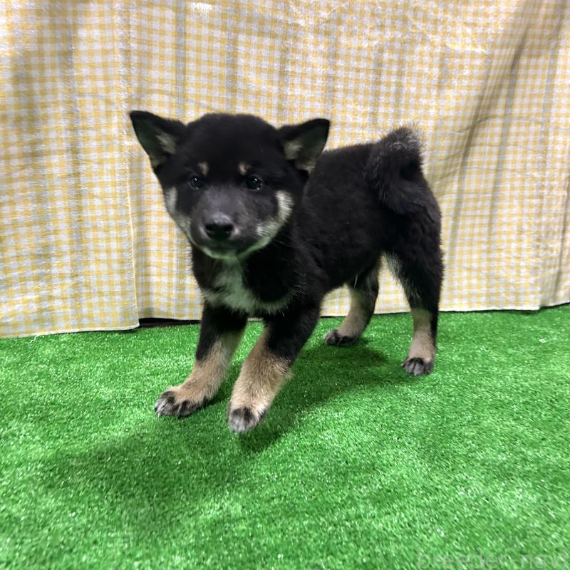 販売中の栃木県の柴犬-427580の4枚目