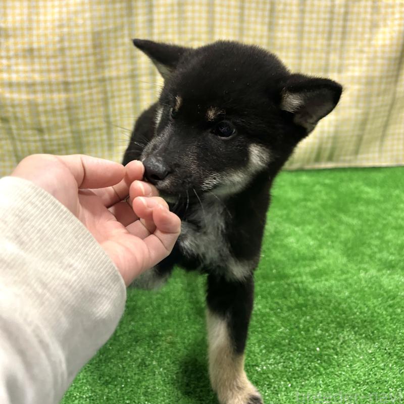 販売中の栃木県の柴犬-427580の3枚目