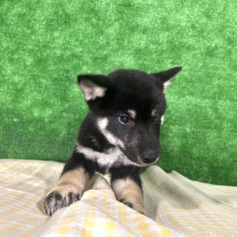 販売中の栃木県の柴犬-427580の2枚目