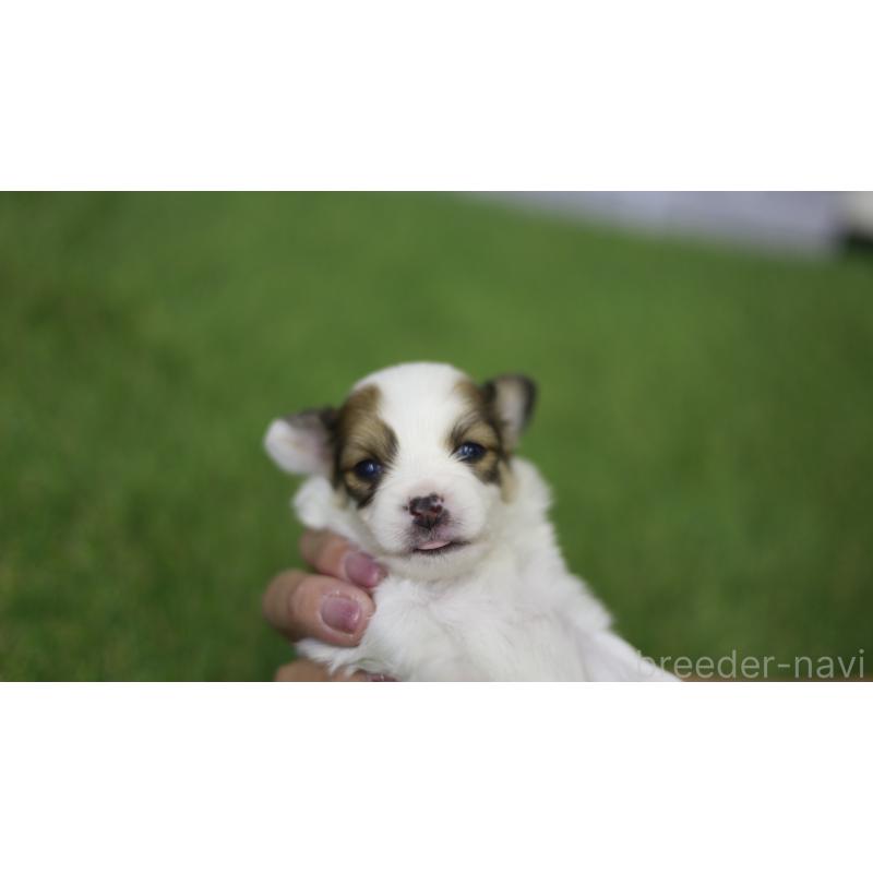 販売中の三重県のパピヨン-431165の15枚目