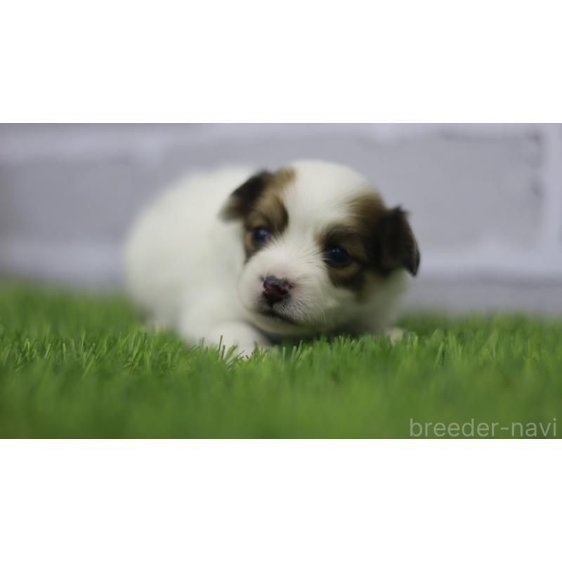 販売中の三重県のパピヨン-431165の14枚目