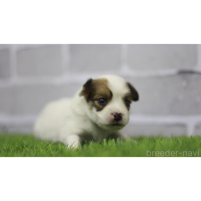 販売中の三重県のパピヨン-431165の13枚目