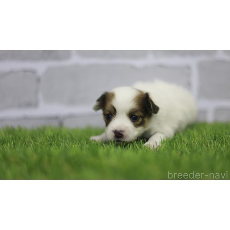 販売中の三重県のパピヨン-431165の12枚目