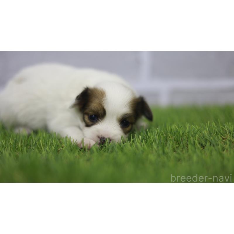 販売中の三重県のパピヨン-431165の11枚目