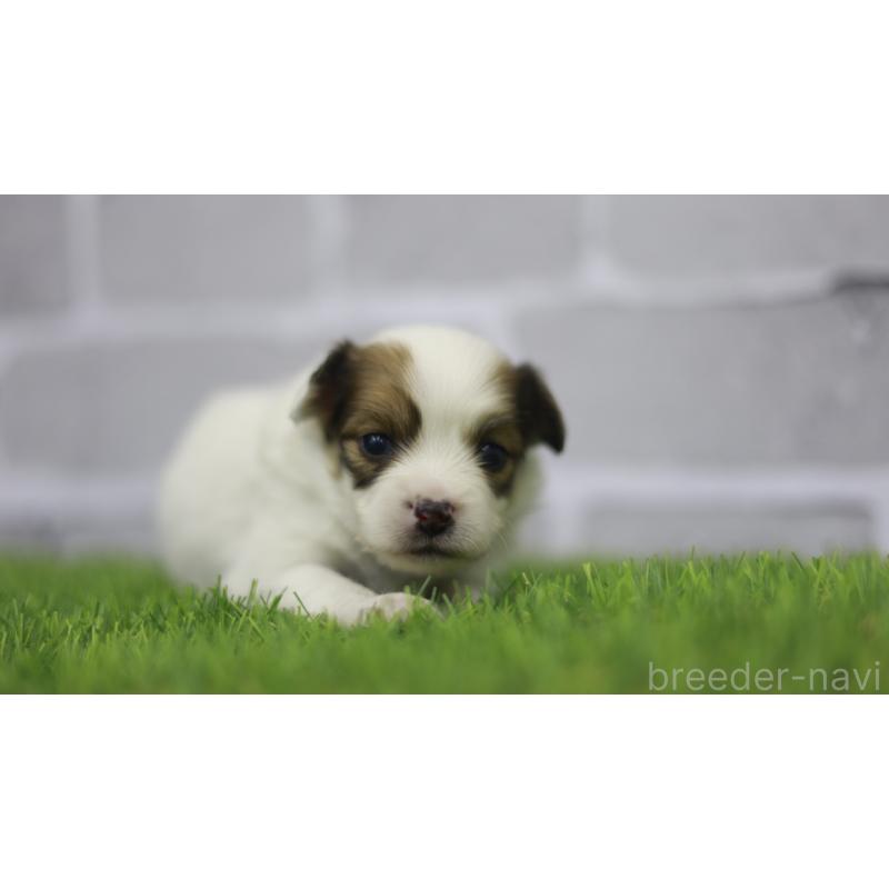 販売中の三重県のパピヨン-431165の10枚目