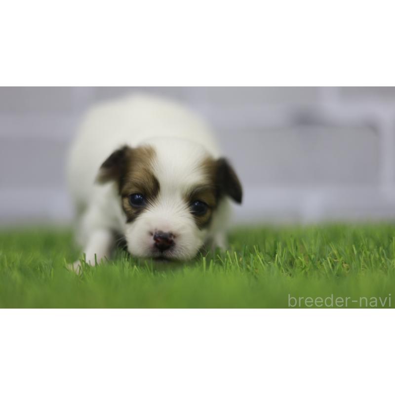 販売中の三重県のパピヨン-431165の9枚目