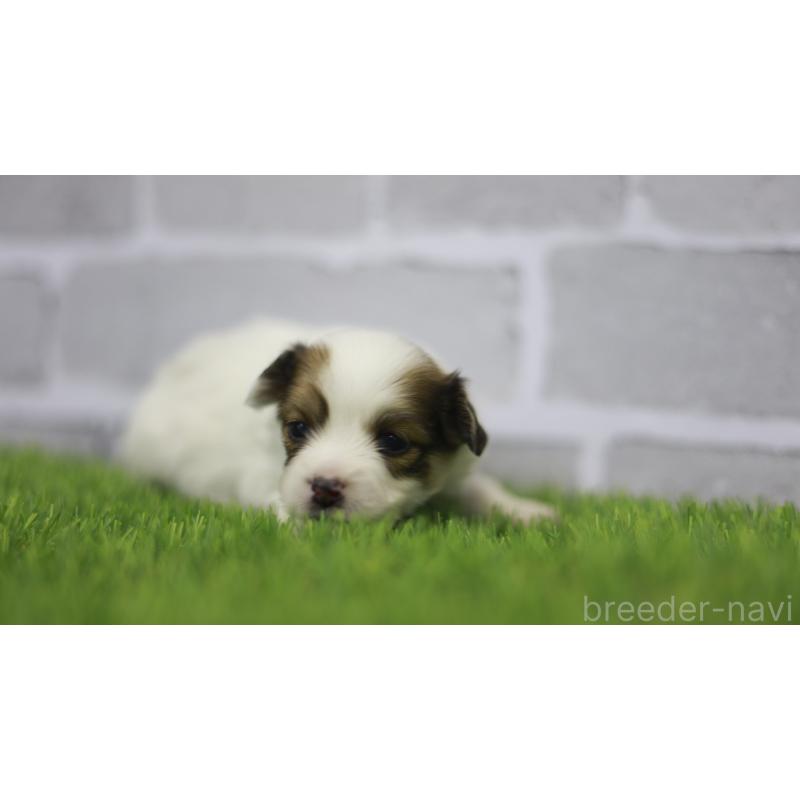 販売中の三重県のパピヨン-431165の8枚目