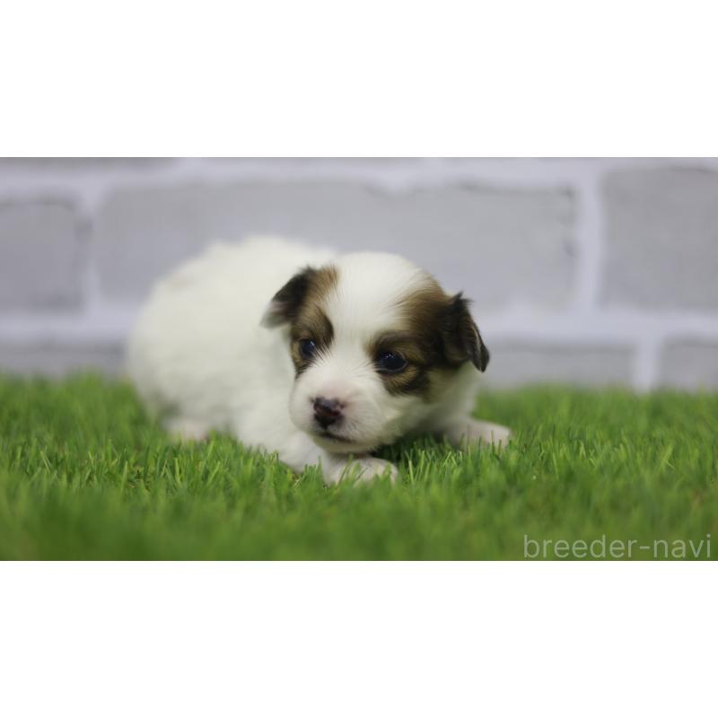 販売中の三重県のパピヨン-431165の7枚目