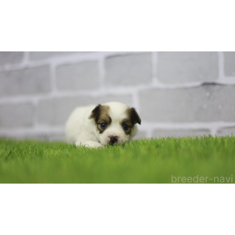 販売中の三重県のパピヨン-431165の6枚目