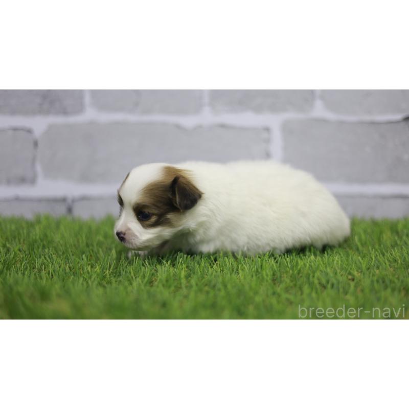 販売中の三重県のパピヨン-431165の5枚目