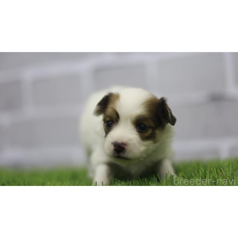 販売中の三重県のパピヨン-431165の4枚目