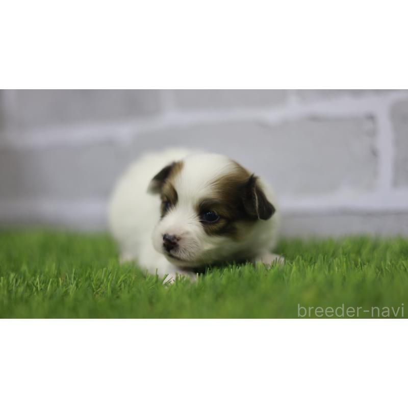 販売中の三重県のパピヨン-431165の3枚目