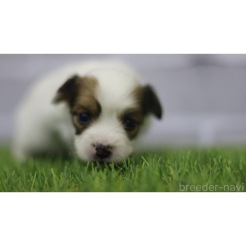 販売中の三重県のパピヨン-431165の2枚目