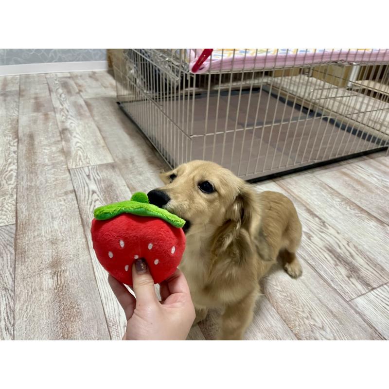 販売中の岐阜県のミニチュアダックスフンド(ロングヘアード)-406690の7枚目