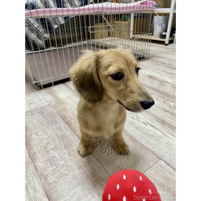 販売中の岐阜県のミニチュアダックスフンド(ロングヘアード)-406690の6枚目