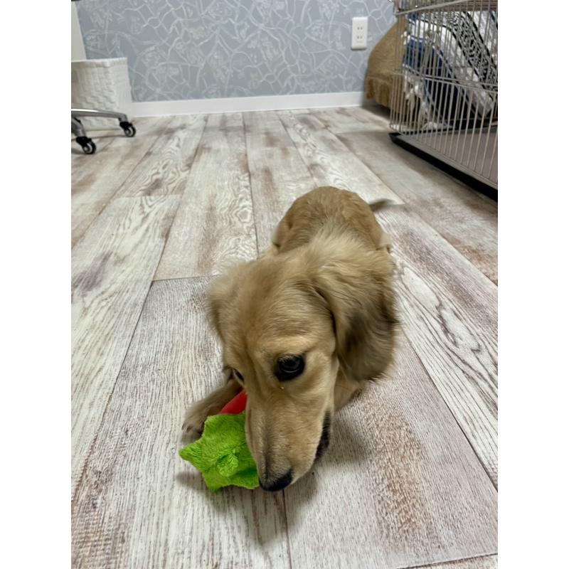 販売中の岐阜県のミニチュアダックスフンド(ロングヘアード)-406690の5枚目