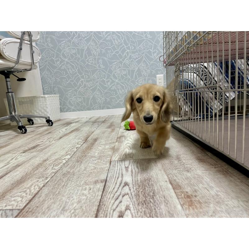 販売中の岐阜県のミニチュアダックスフンド(ロングヘアード)-406690の4枚目