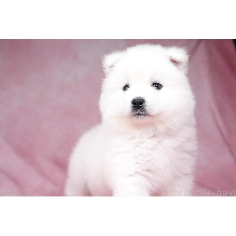 販売中の群馬県のサモエド-431007の2枚目