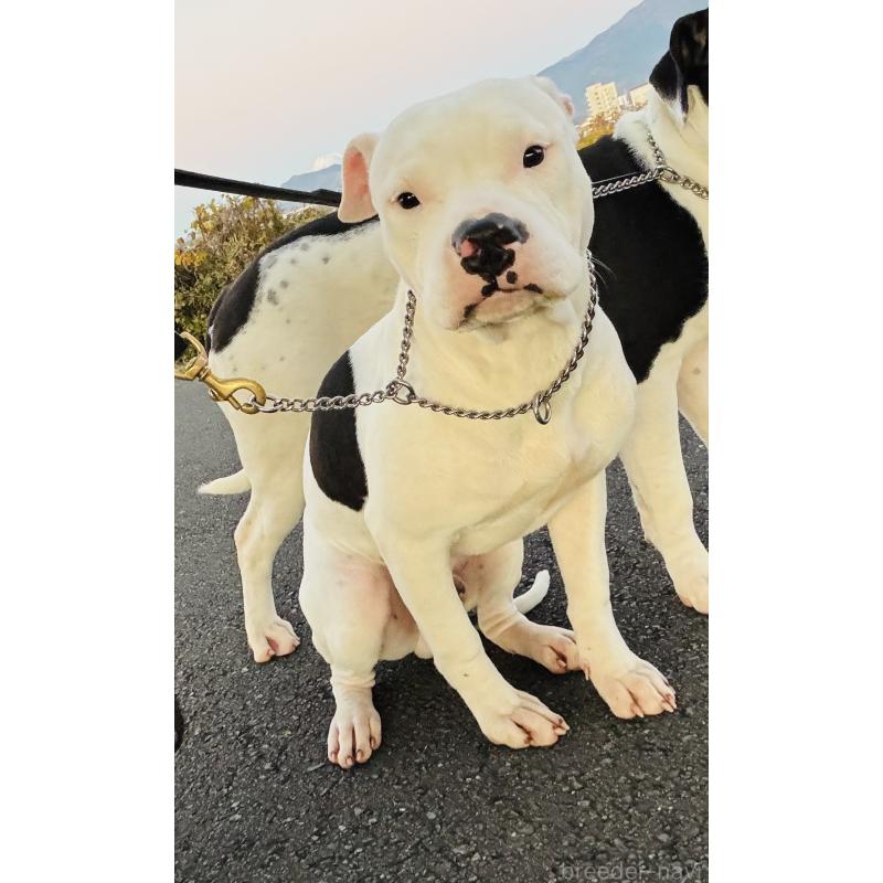 販売中の神奈川県のアメリカンピットブルテリア-392579