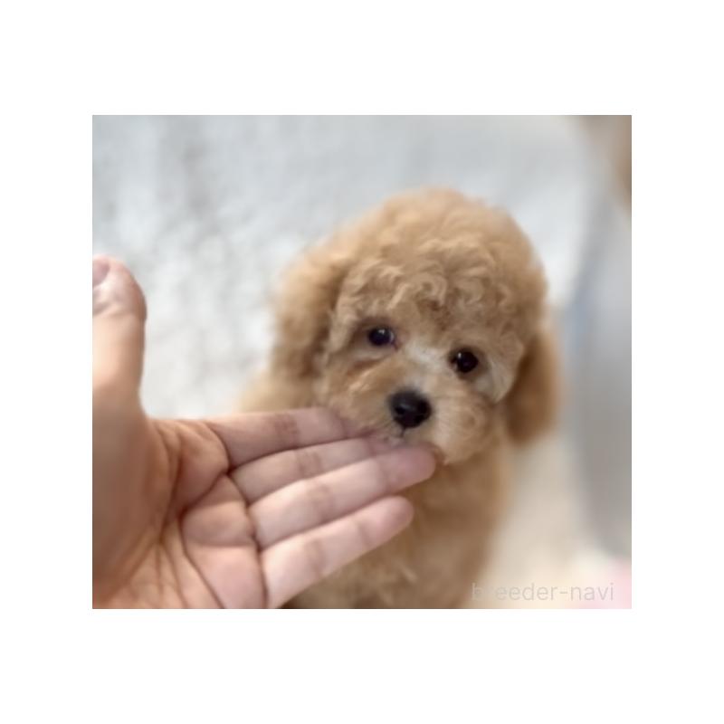 成約済の福岡県のタイニープードル-425373の8枚目