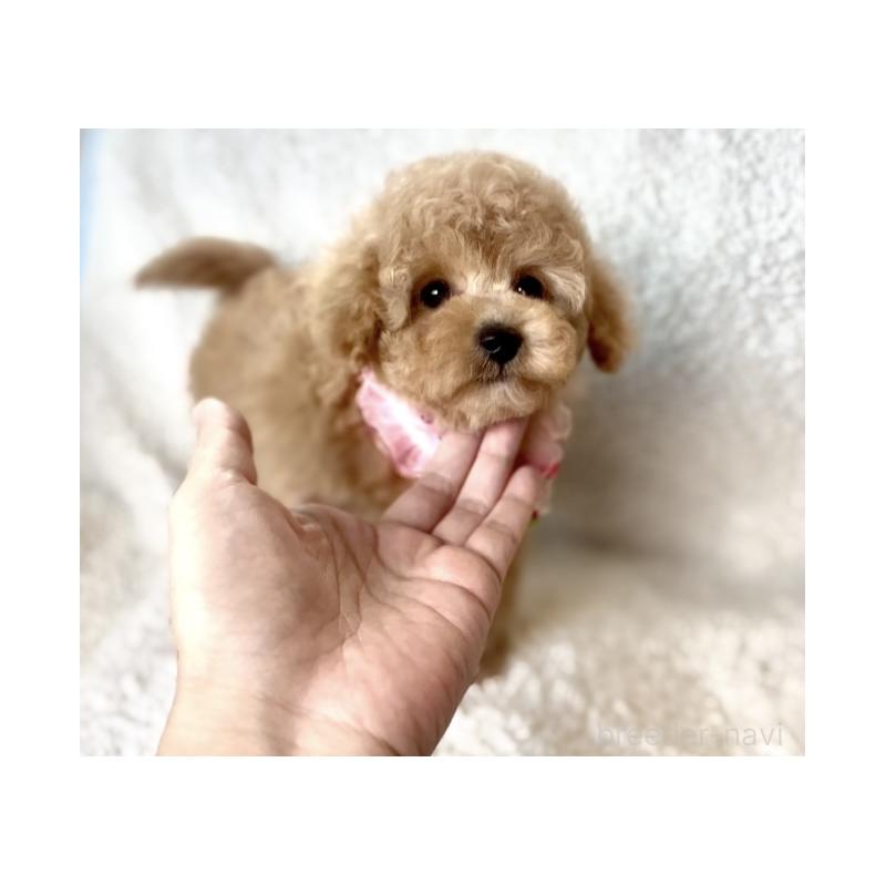 成約済の福岡県のタイニープードル-425373の7枚目