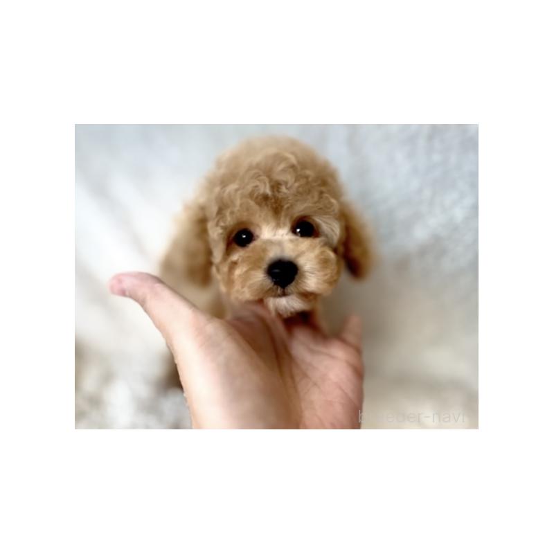 成約済の福岡県のタイニープードル-425373の4枚目