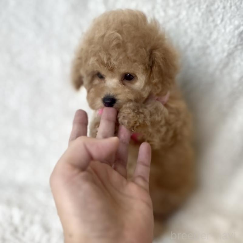 成約済の福岡県のタイニープードル-425373の3枚目