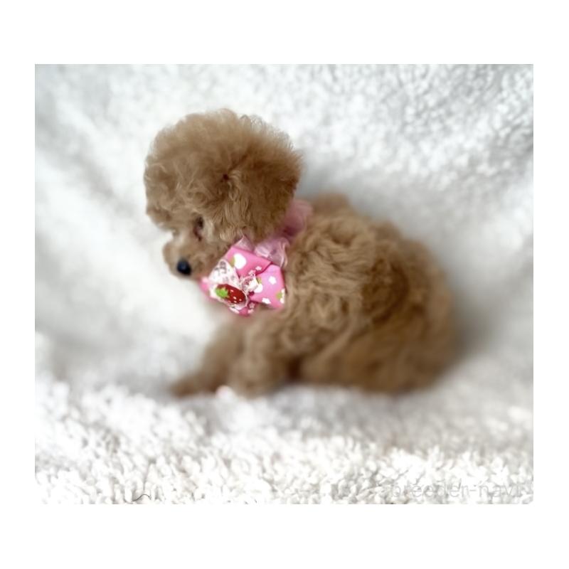 成約済の福岡県のタイニープードル-425373の2枚目