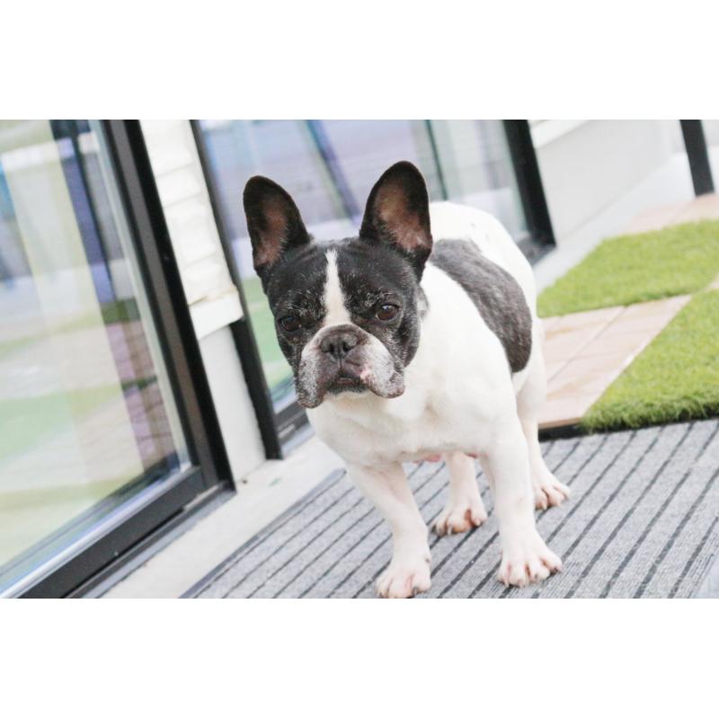 販売中の京都府のフレンチブルドッグ-431009の6枚目