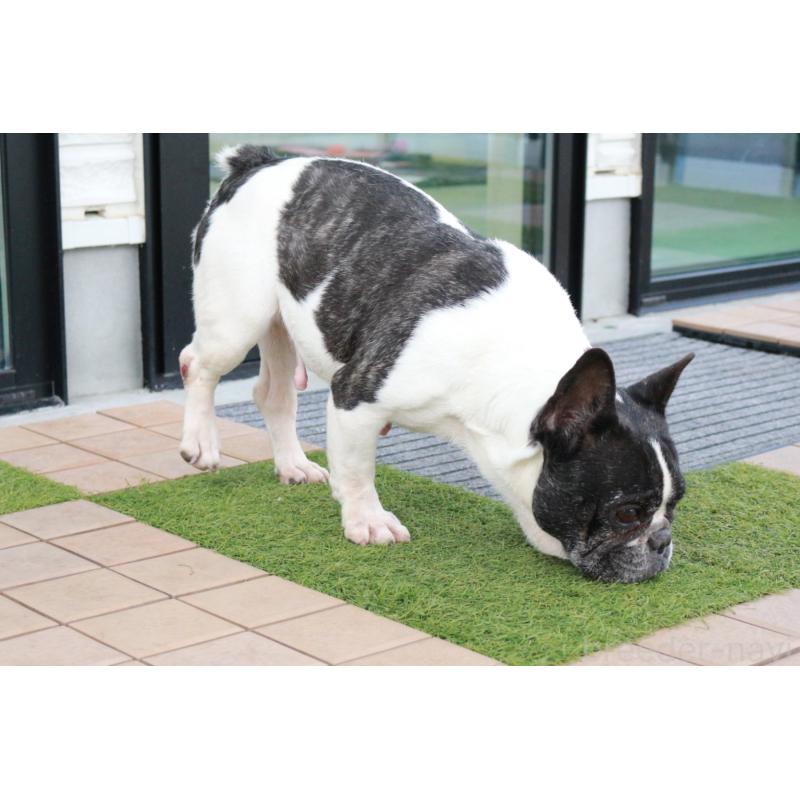 販売中の京都府のフレンチブルドッグ-431009の3枚目