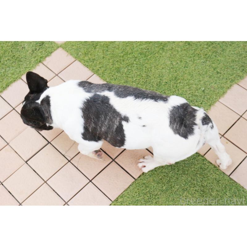 販売中の京都府のフレンチブルドッグ-431009の2枚目