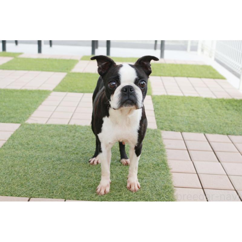 販売中の京都府のボストンテリア-431010の6枚目