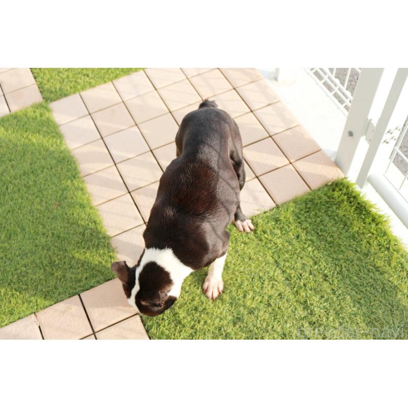 販売中の京都府のボストンテリア-431010の3枚目