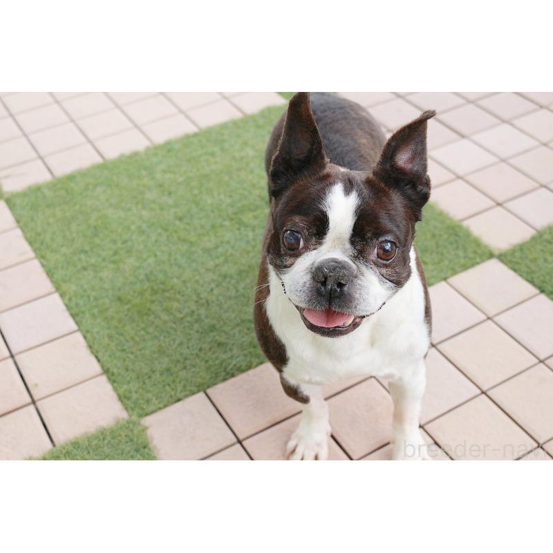 販売中の京都府のボストンテリア-431011の6枚目