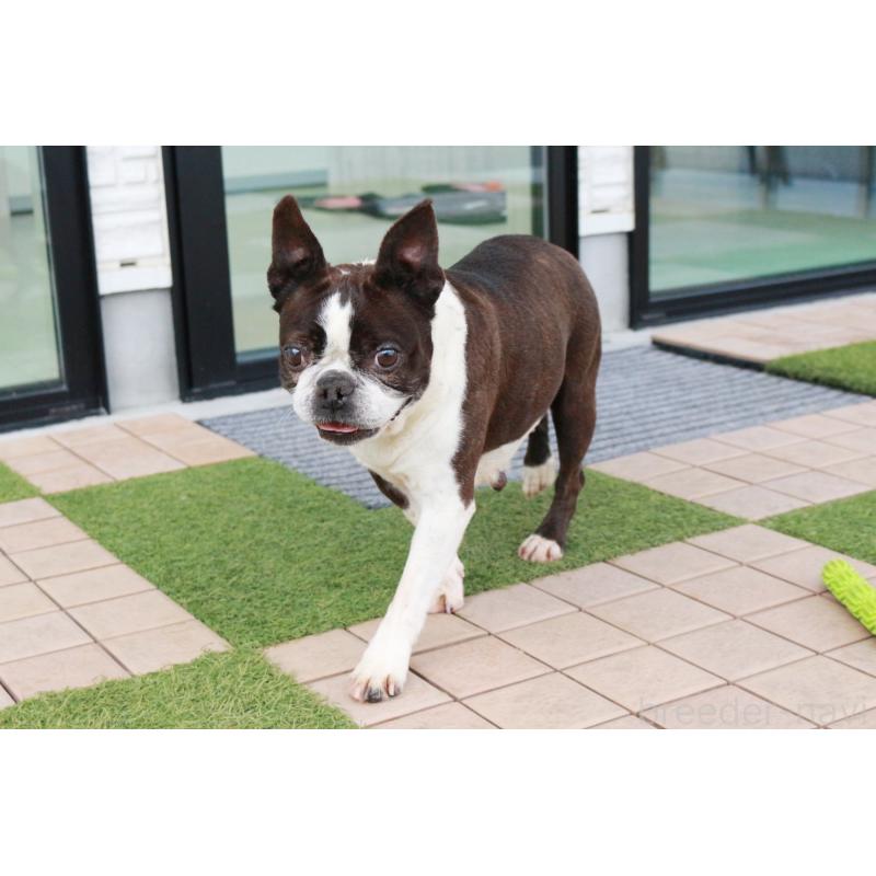 販売中の京都府のボストンテリア-431011の5枚目