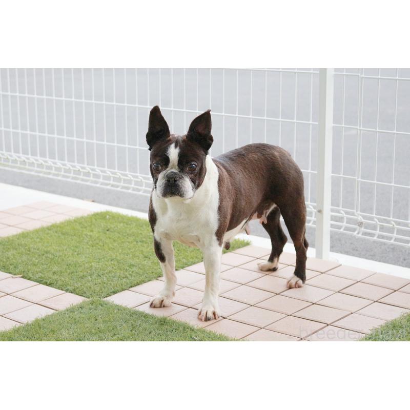 販売中の京都府のボストンテリア-431011の4枚目