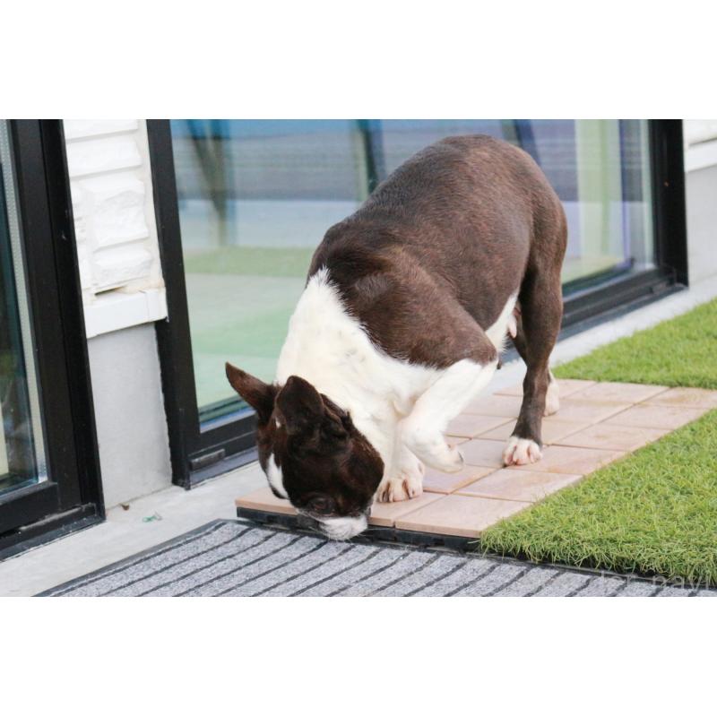 販売中の京都府のボストンテリア-431011の3枚目