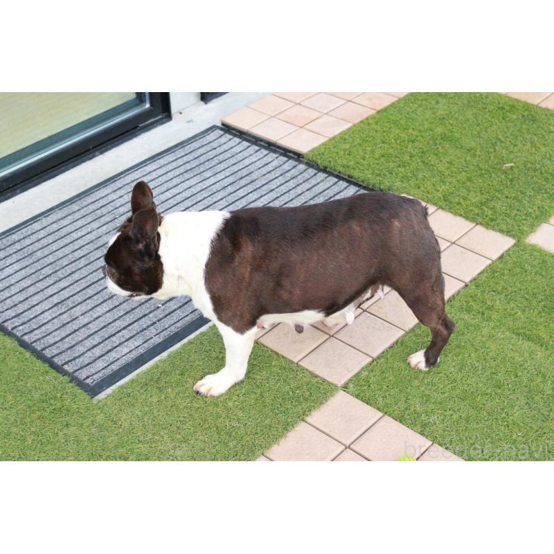 販売中の京都府のボストンテリア-431011の2枚目