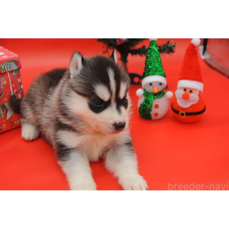 販売中の岡山県のシベリアンハスキー-431012の8枚目