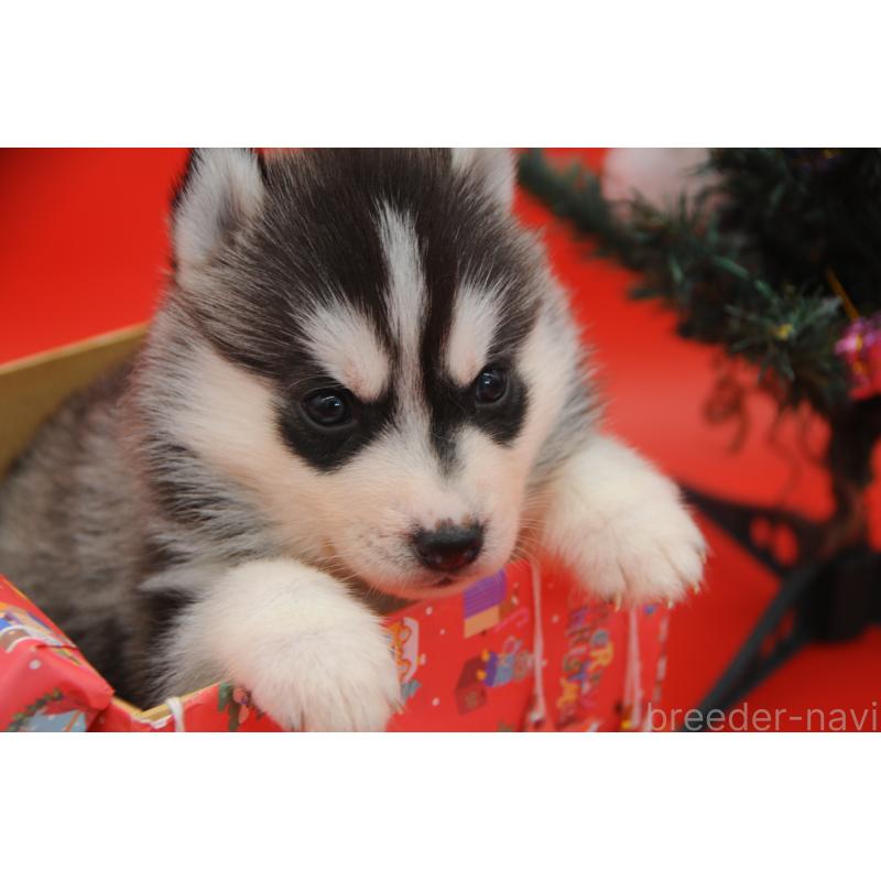 販売中の岡山県のシベリアンハスキー-431012の3枚目