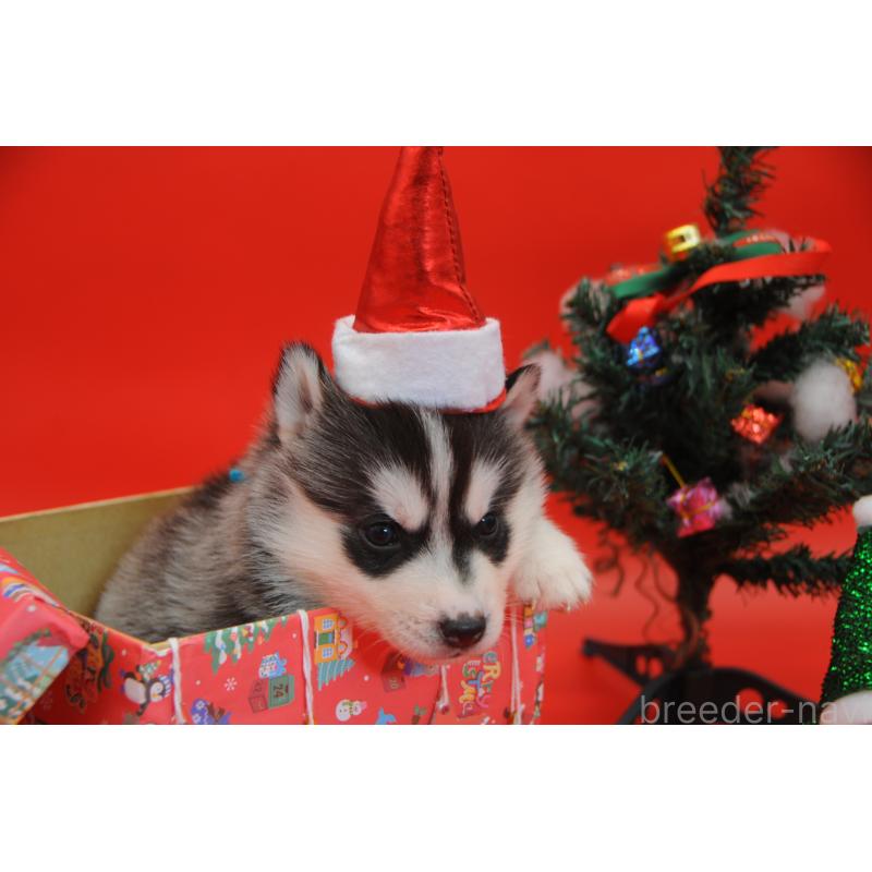 販売中の岡山県のシベリアンハスキー-431012の2枚目