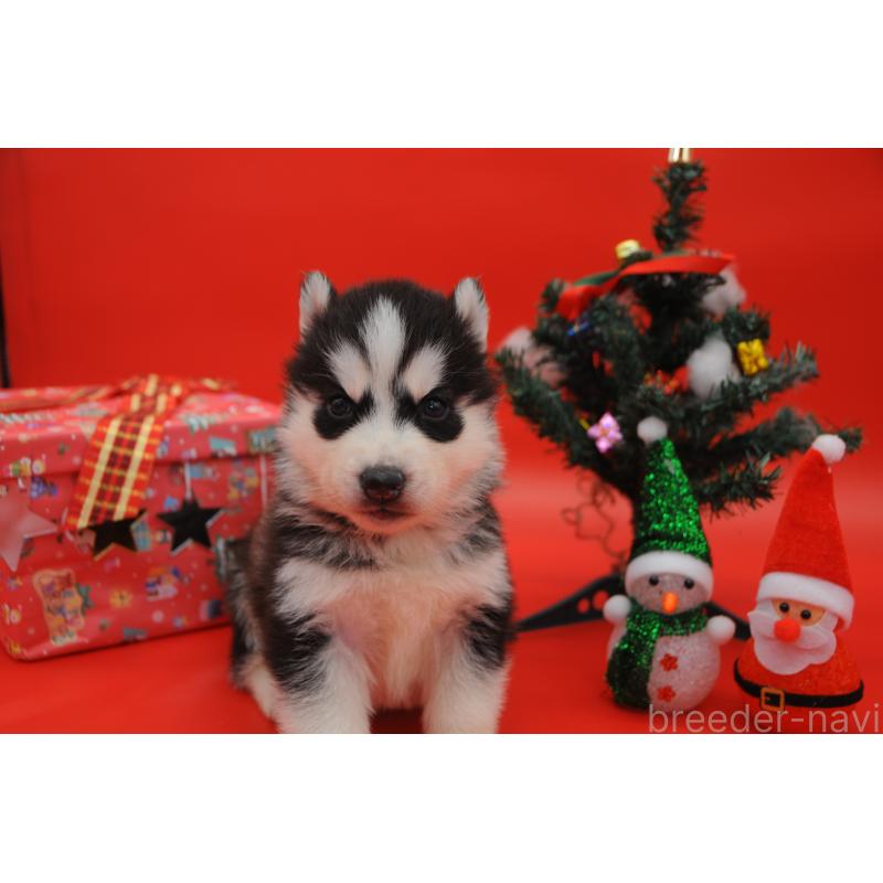 販売中の岡山県のシベリアンハスキー-431013の7枚目