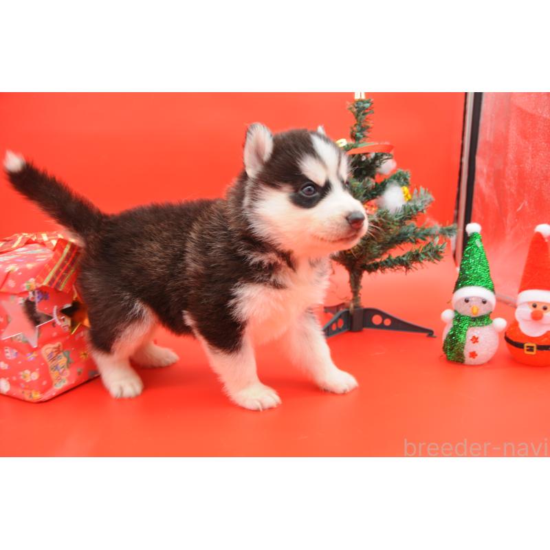 販売中の岡山県のシベリアンハスキー-431013の4枚目