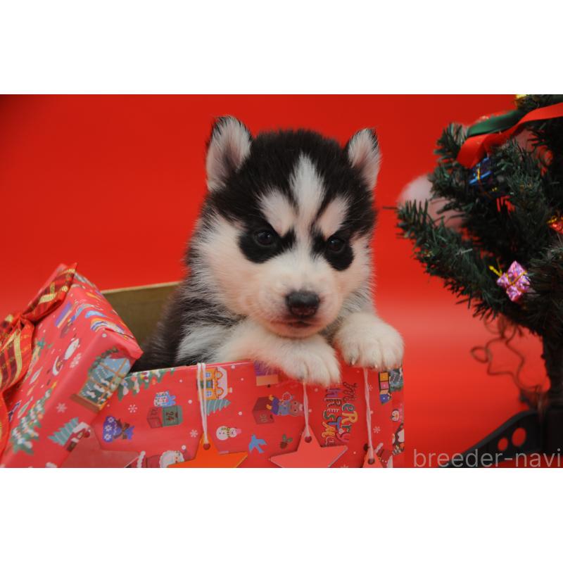 販売中の岡山県のシベリアンハスキー-431013の1枚目