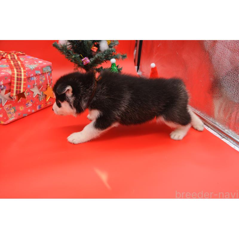 販売中の岡山県のシベリアンハスキー-431014の5枚目