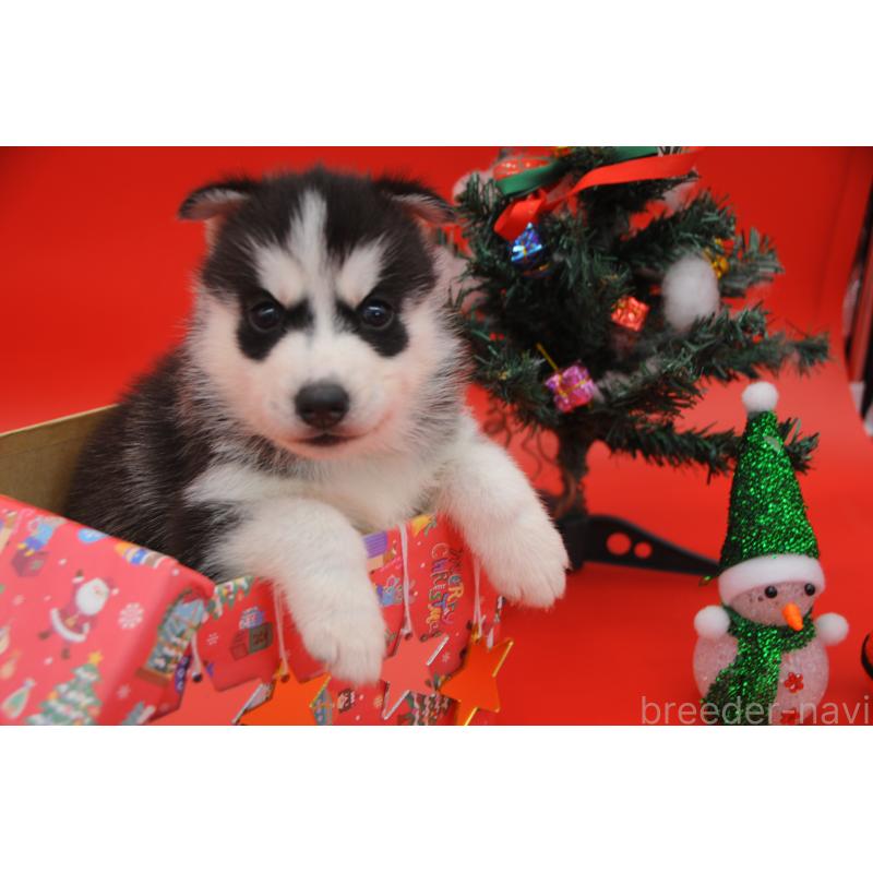 販売中の岡山県のシベリアンハスキー-431014の3枚目