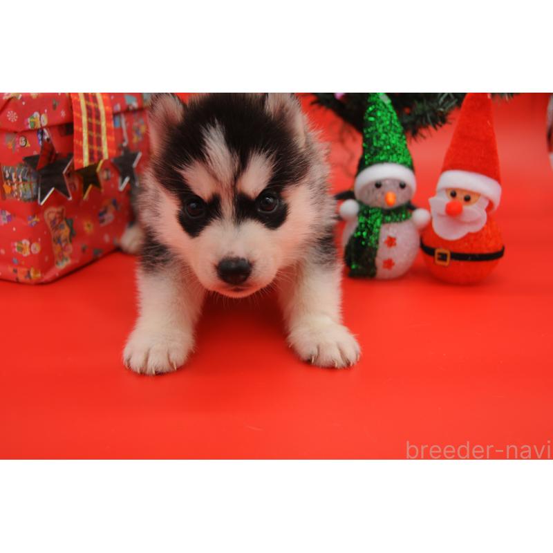 販売中の岡山県のシベリアンハスキー-431015の7枚目