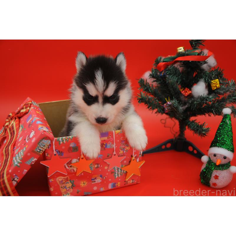 販売中の岡山県のシベリアンハスキー-431015の3枚目